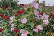 Stanište: sunčano

Svetlo roze hibiskus. Cveta od jula do septembra. Kao i ostale vrste iz korena niče tek kad zemlje otopli. Visina u punoj vegetaciji 120-200cm